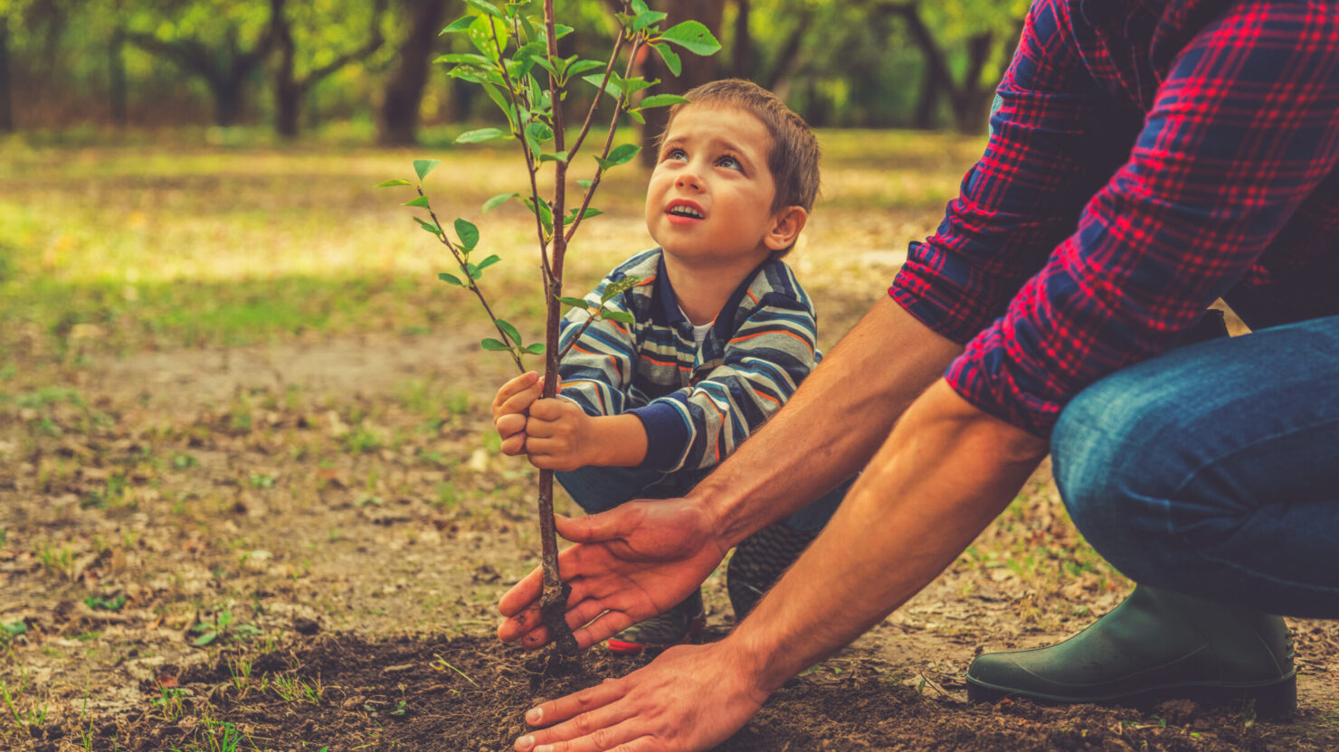 父と一緒に若木を植える男の子